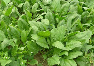 4月份可以種菠菜嗎？菠菜幾月份種？