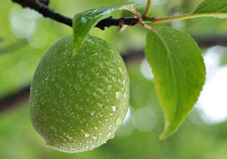 青梅什么時候成熟？青梅幾月份成熟？