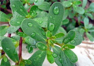 馬齒莧怎么吃好吃？馬齒莧怎么吃最好？