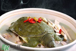 懷孕初期能吃甲魚嗎？懷孕初期可以吃甲魚嗎？