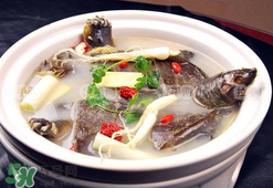 懷孕初期能吃甲魚嗎？懷孕初期可以吃甲魚嗎？