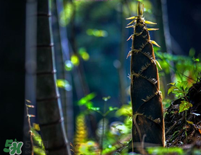 春筍什么時(shí)候有？春筍什么時(shí)候長(zhǎng)出來(lái)？