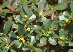 馬齒莧怎么吃好吃？馬齒莧怎么吃最好？