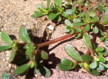 馬齒莧怎么吃好吃？馬齒莧怎么吃最好？