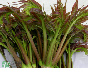 香椿幾月份可以吃？香椿什么時候吃？