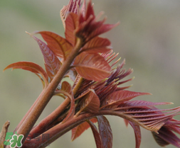 香椿多少錢一斤？香椿芽多少錢一斤2017？