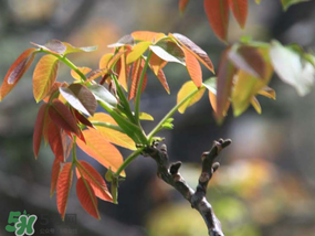 香椿為什么會(huì)苦？香椿苦味怎么回事？