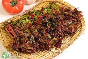 香椿為什么會(huì)苦？香椿苦味怎么回事？