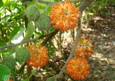 構(gòu)樹花孕婦能吃嗎？構(gòu)樹花孕婦可以吃嗎？