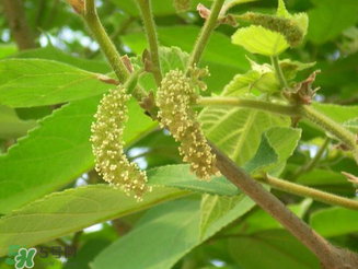 構(gòu)樹花孕婦能吃嗎？構(gòu)樹花孕婦可以吃嗎？