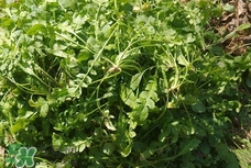 菱角菜是發(fā)物嗎?菱角菜孕婦可以吃嗎?