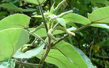 構(gòu)樹穗孕婦能吃嗎？孕婦能吃構(gòu)樹穗嗎？