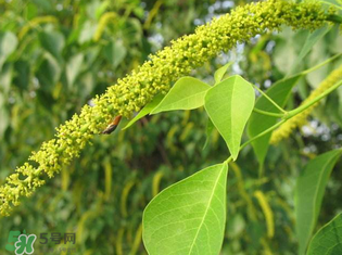 構(gòu)樹穗孕婦能吃嗎？孕婦能吃構(gòu)樹穗嗎？