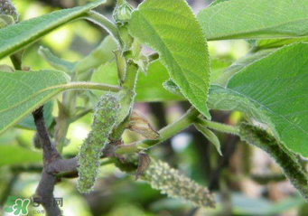 構(gòu)樹穗孕婦能吃嗎？孕婦能吃構(gòu)樹穗嗎？