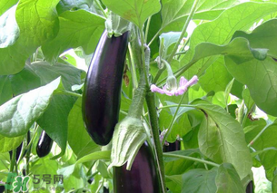 孕婦不能吃茄子嗎？為什么孕婦不能吃茄子？