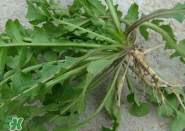 菱角菜怎么洗干凈?菱角菜怎么清洗? 菱角菜怎么洗干凈?菱角菜怎么清洗?