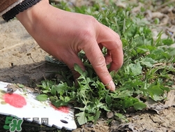 菱角菜怎么洗干凈?菱角菜怎么清洗? 菱角菜怎么洗干凈?菱角菜怎么清洗?