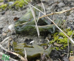 孕婦能吃雷公屎嗎？雷公屎孕婦能吃嗎？