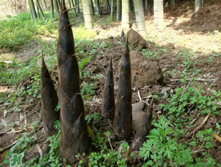 竹筍什么時候長出來？竹筍幾月份長出來？