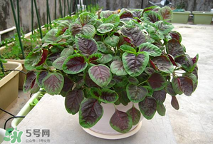 孕婦能吃莧菜嗎？孕婦可以吃莧菜嗎？