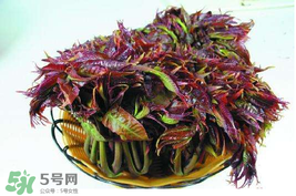香椿什么時(shí)候上市？香椿幾月份上市？