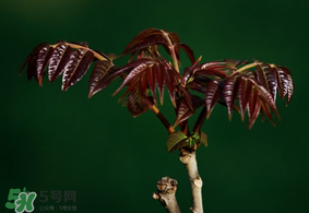 香椿什么時(shí)候上市？香椿幾月份上市？