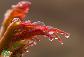 香椿什么時(shí)候上市？香椿幾月份上市？