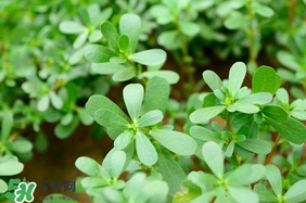 馬齒莧能治痔瘡嗎？馬齒莧怎么治痔瘡？