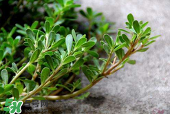 馬齒莧能治白發(fā)嗎？馬齒莧可以治白發(fā)嗎？