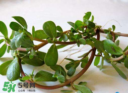 馬齒莧能治痔瘡嗎？馬齒莧怎么治痔瘡？