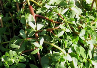 馬齒莧能治痔瘡嗎？馬齒莧怎么治痔瘡？