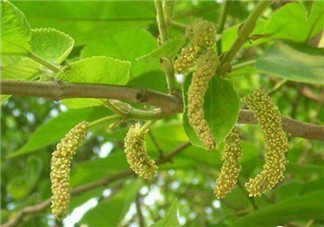 構樹穗孕婦能吃嗎？孕婦能吃構樹穗嗎？