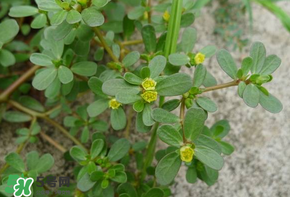 馬齒莧能治痔瘡嗎？馬齒莧怎么治痔瘡？