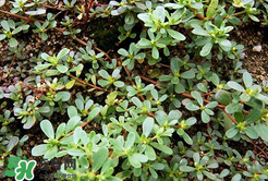 馬齒莧能治白發(fā)嗎？馬齒莧可以治白發(fā)嗎？