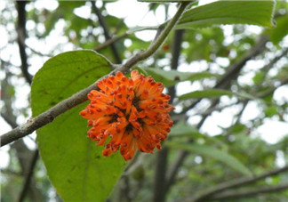 構樹花孕婦能吃嗎？構樹花孕婦可以吃嗎？