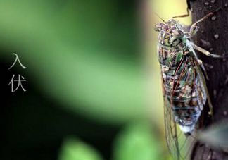 2017年頭伏是哪一天？2017年什么時(shí)候入伏？