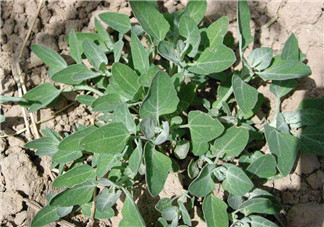 灰灰菜孕婦可以吃嗎？灰灰菜孕婦能吃嗎？