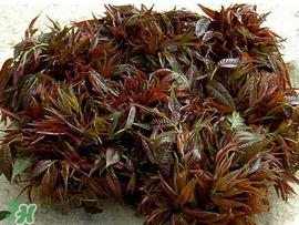 香椿什么味道？香椿吃起來什么味道？