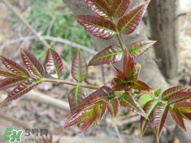 香椿什么味道？香椿吃起來什么味道？