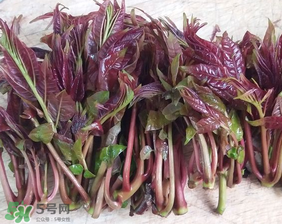 香椿什么味道？香椿吃起來什么味道？