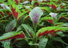 莧菜根能吃嗎?莧菜根可以吃嗎? 莧菜根能吃嗎?莧菜根可以吃嗎?