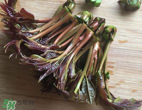 香椿可以曬干嗎？香椿怎么曬干？