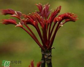 香椿能放冰箱嗎？香椿放冰箱能保存多久？