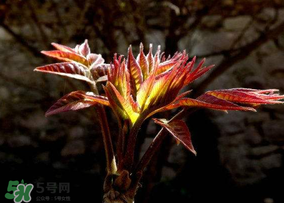 香椿能放冰箱嗎？香椿放冰箱能保存多久？