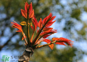 香椿苦能吃嗎？香椿苦怎么做好吃？