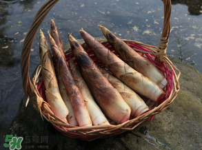 竹筍為什么澀？竹筍如何去澀？