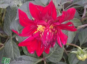 五月份什么花開？五月份開什么花？