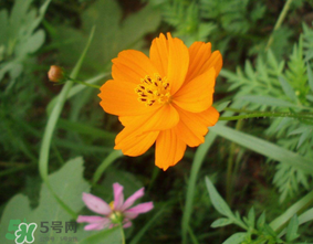 五月份什么花開？五月份開什么花？