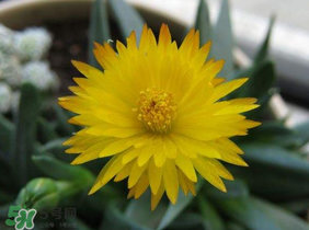 五月份什么花開？五月份開什么花？