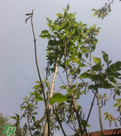 構(gòu)樹穗怎么做好吃？構(gòu)樹穗的做法是什么？